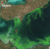 Спутниковый снимок цветения цианобактерий в озере Эри в 2011 году